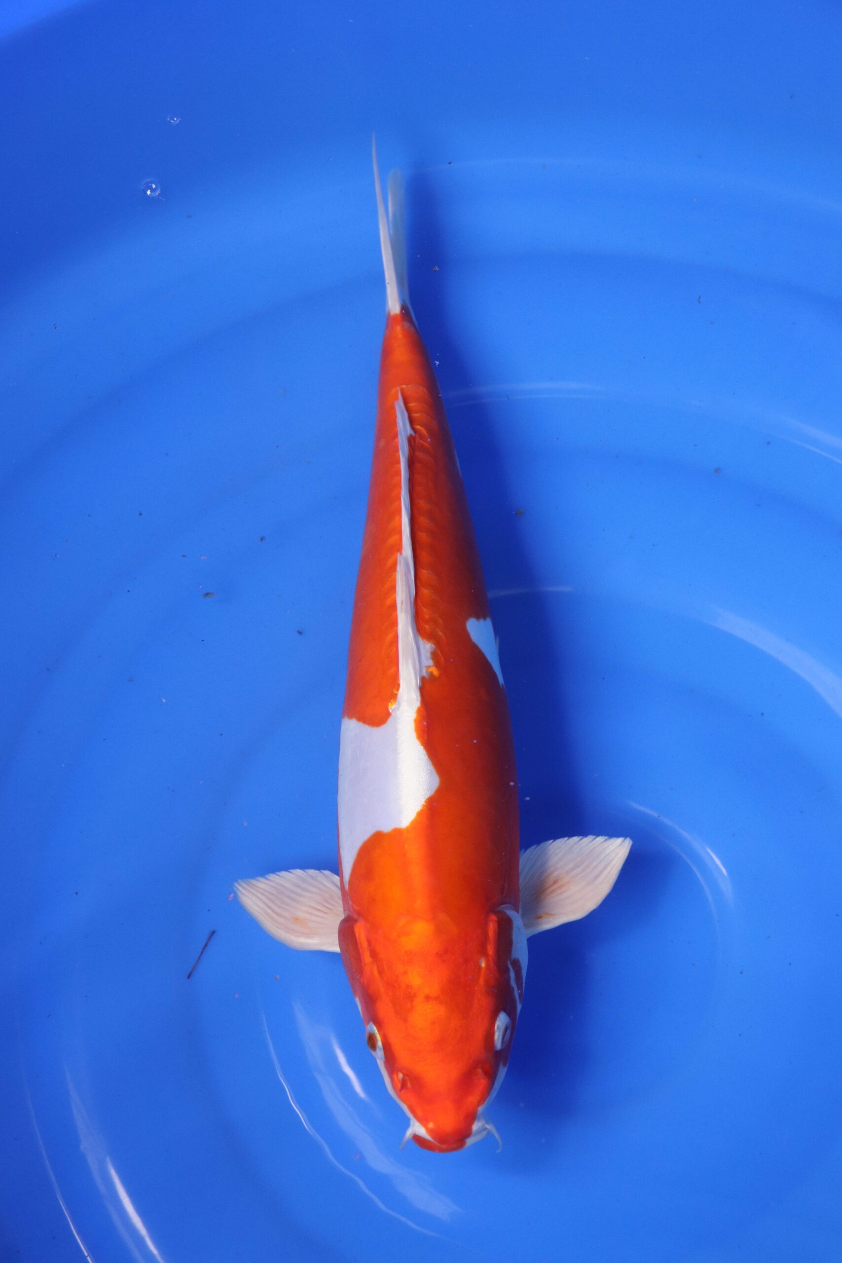 Carpe koi japonaise Kikusui