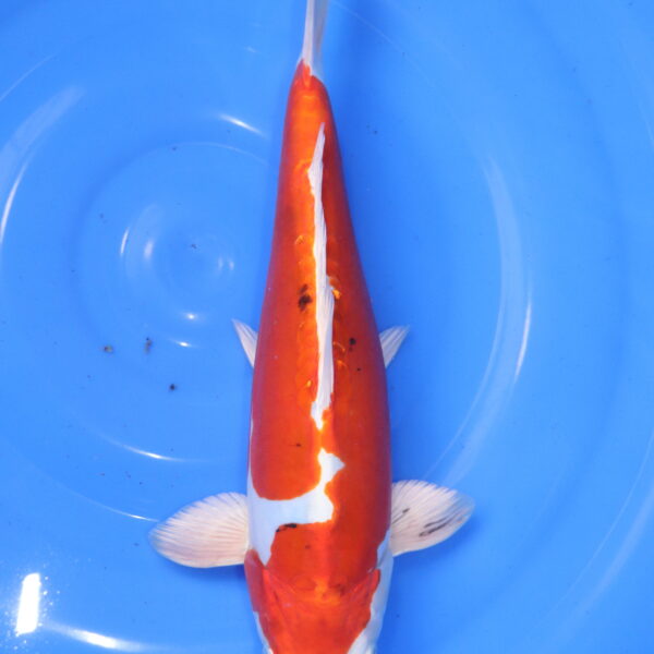 Carpe koi Yamato Nishiki – Yamato Nishiki 34cm (5894)