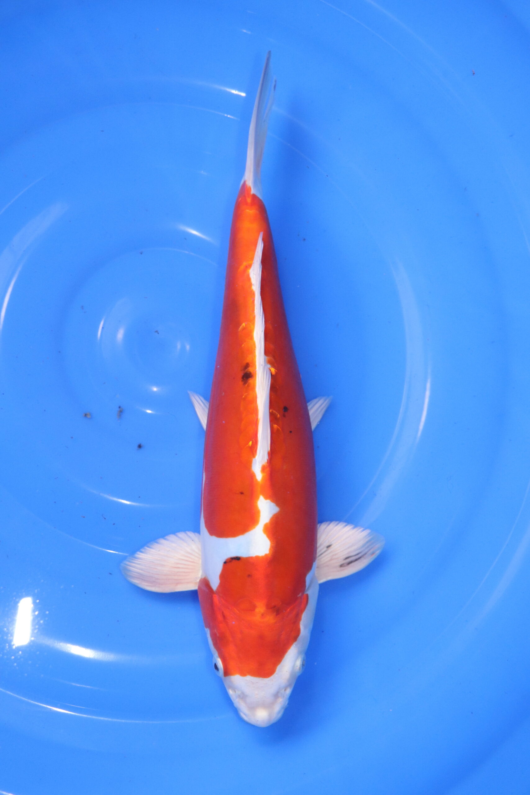 Carpe koi japonaise Yamato Nishiki