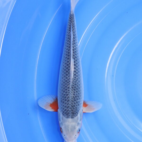 Carpe koi Asagi – Asagi 35cm (5899)