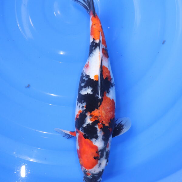 Carpe koi Showa – Showa 38cm (5902)