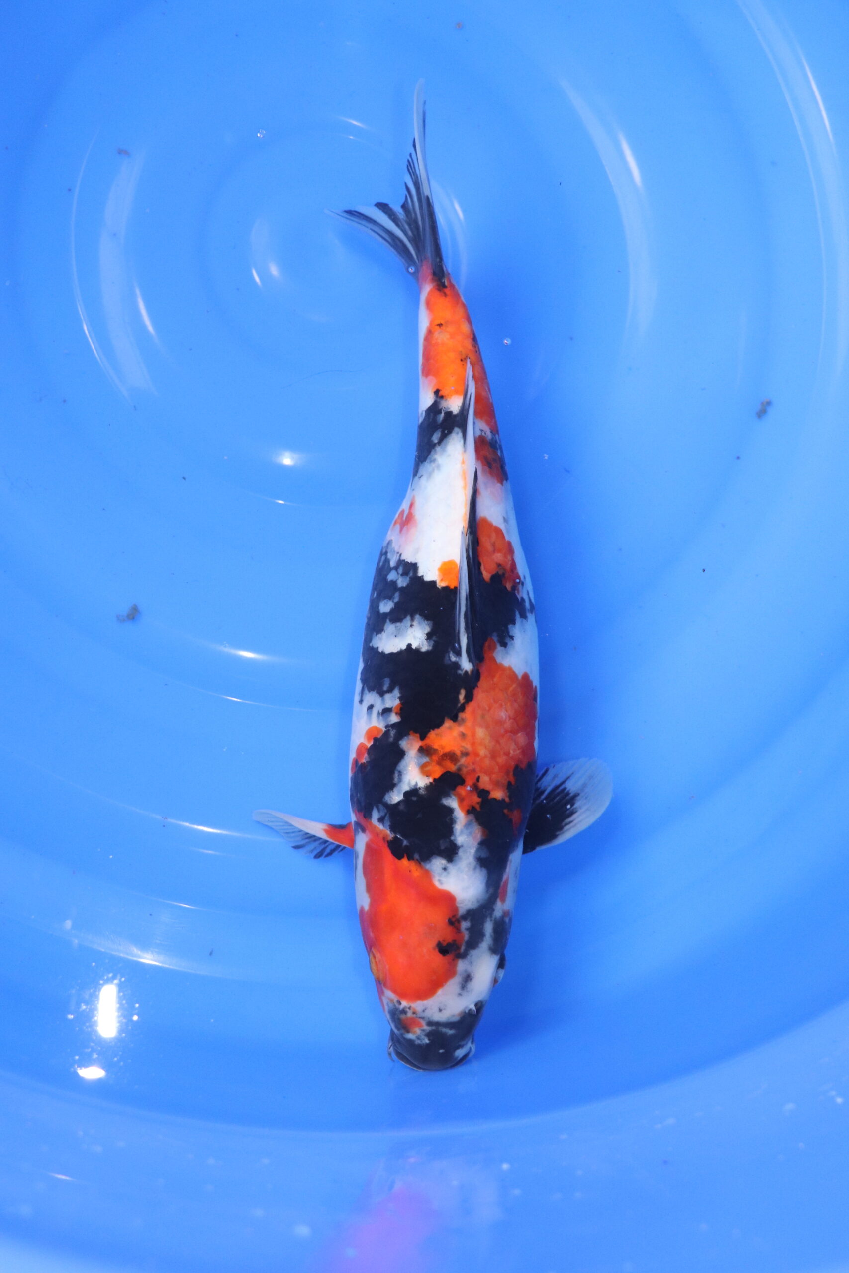 Carpe koi japonaise Showa