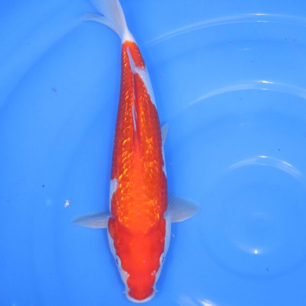 Carpe koi Kohaku – Kohaku Ginrin 35cm (5902)
