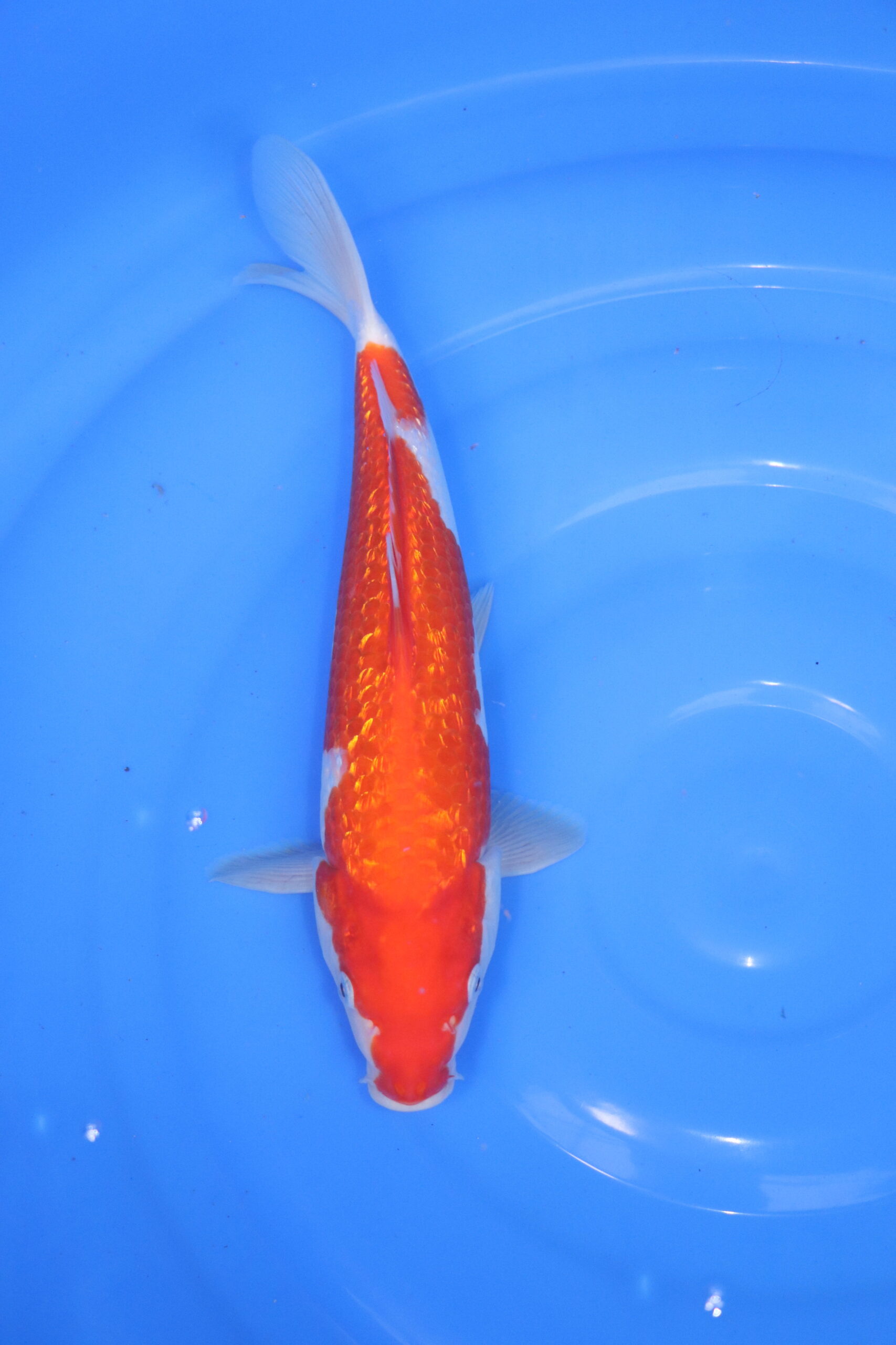 Carpe koi japonaise kohaku ginrin