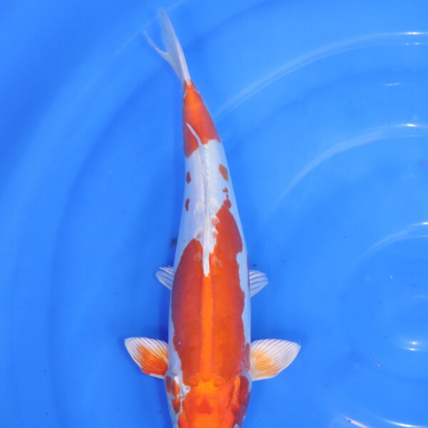 Carpe koi Kikusui – Kikusui 35cm (5909)