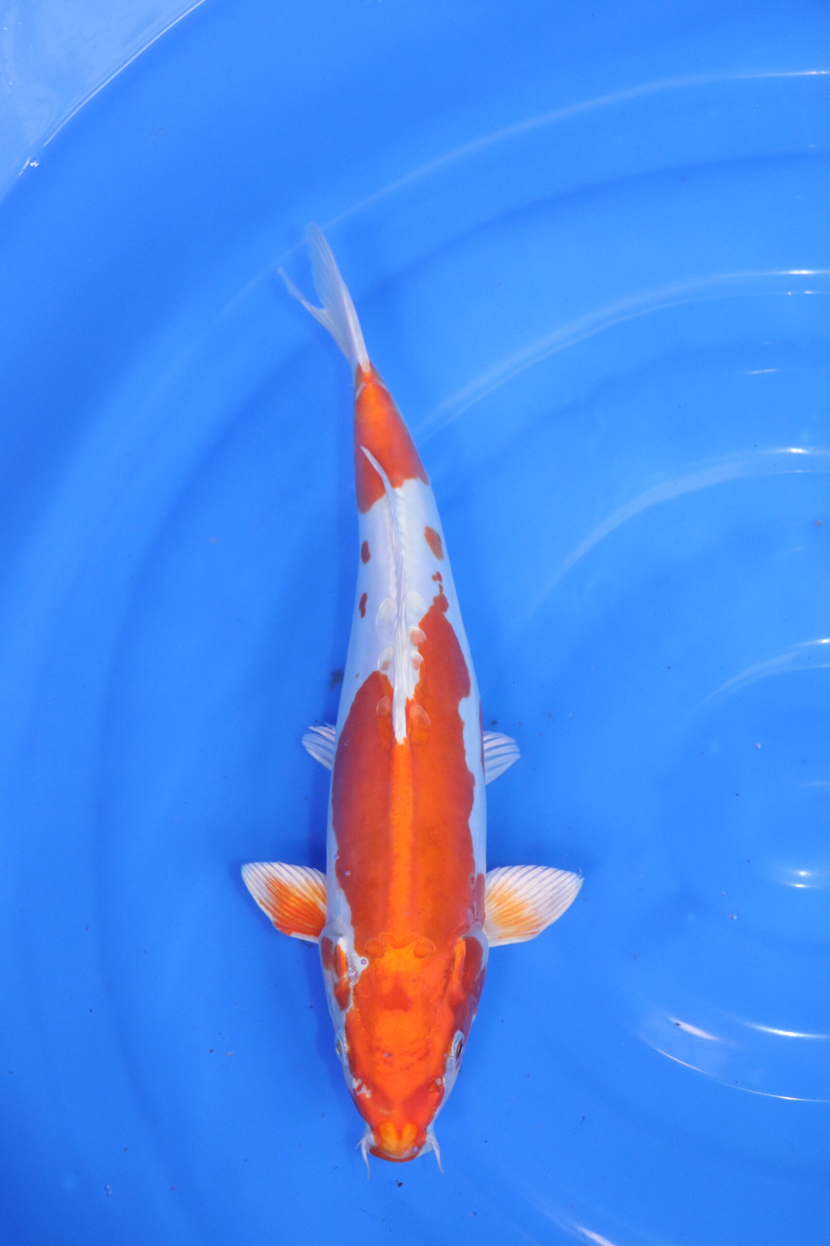 Carpe koi japonaise Kikusui