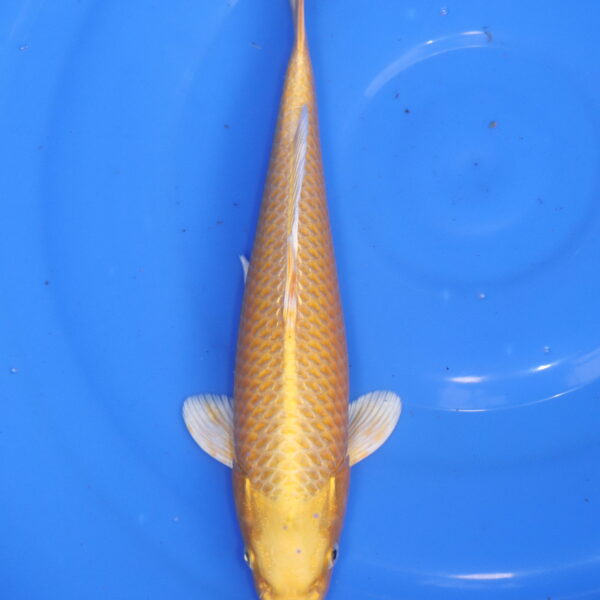 Carpe koi Yamabuki Ogon – Yamabuki Ogon 31cm (5912)