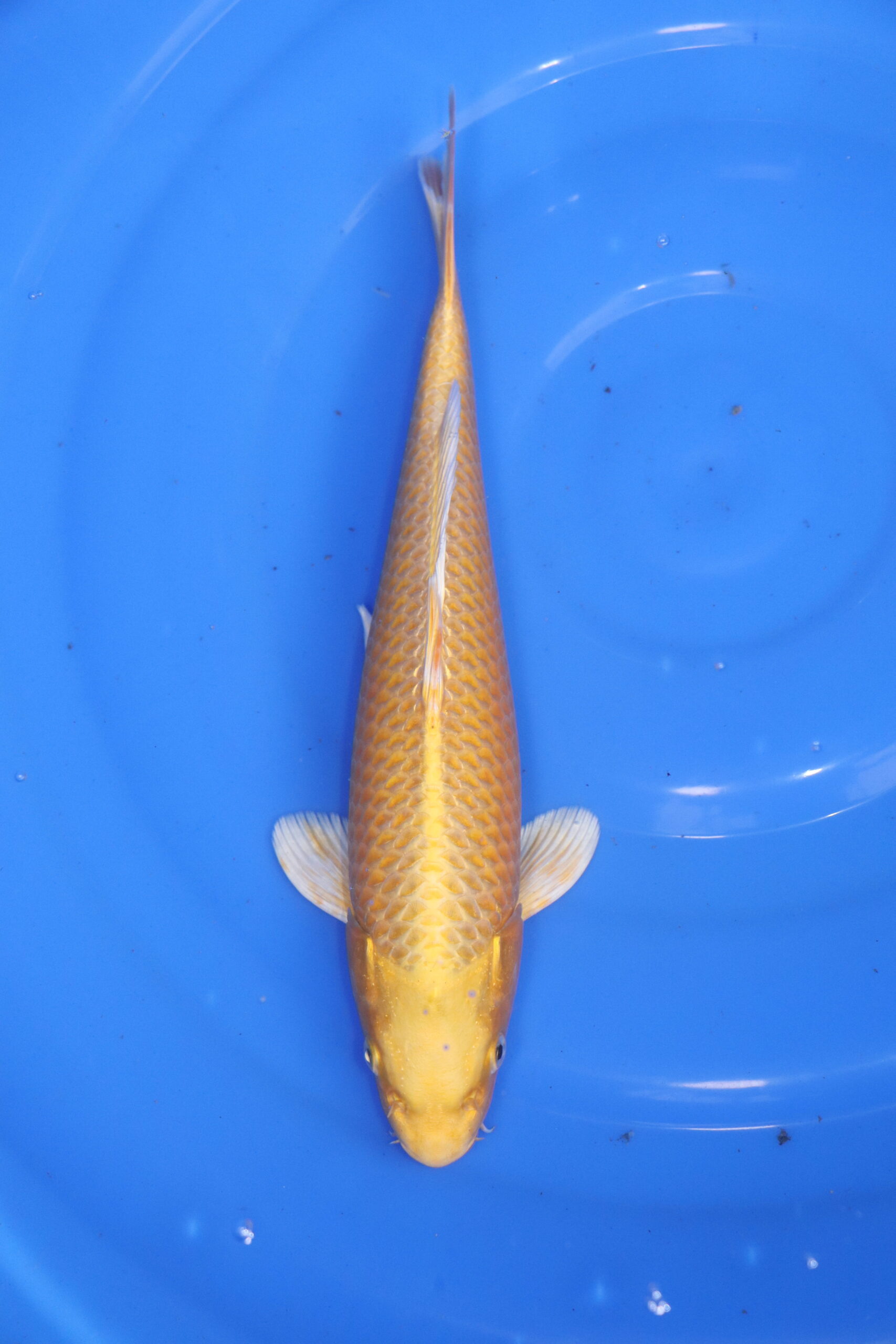 Carpe koi japonaise Yamabuki Ogon