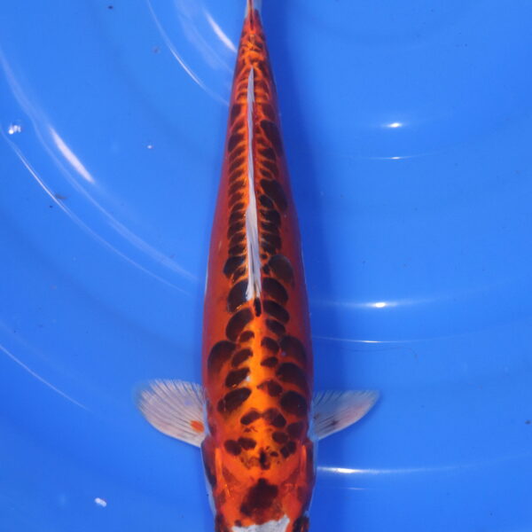 Carpe koi Kujaku – Kujaku Doitsu 31cm (5915)
