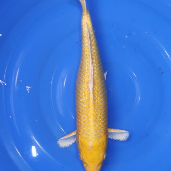 Carpe koi Yamabuki Ogon – Yamabuki Ogon 36cm (5917)