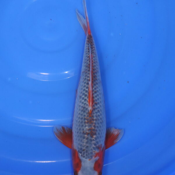 Carpe koi Asagi – Asagi 36cm (5924)