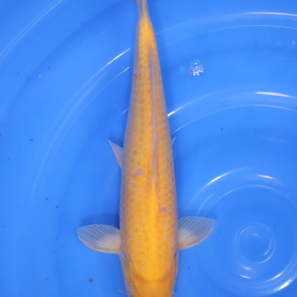 Carpe koi Karashigoi – Karashigoi 38cm (5934)