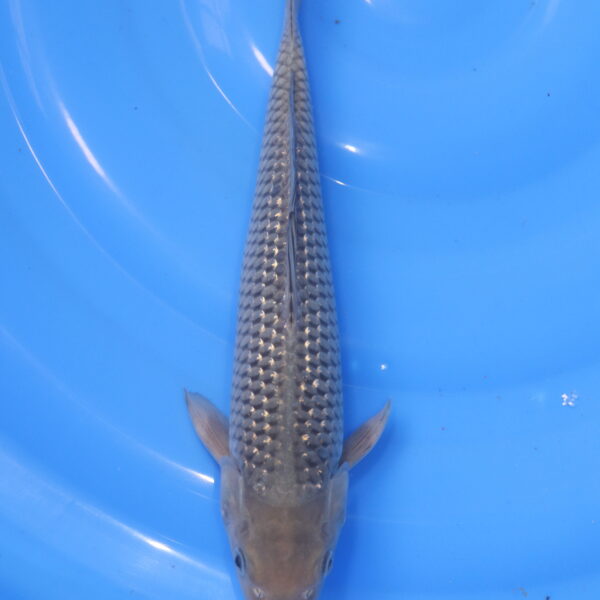 Carpe koi Soragoi – Soragoi 34cm (5941)