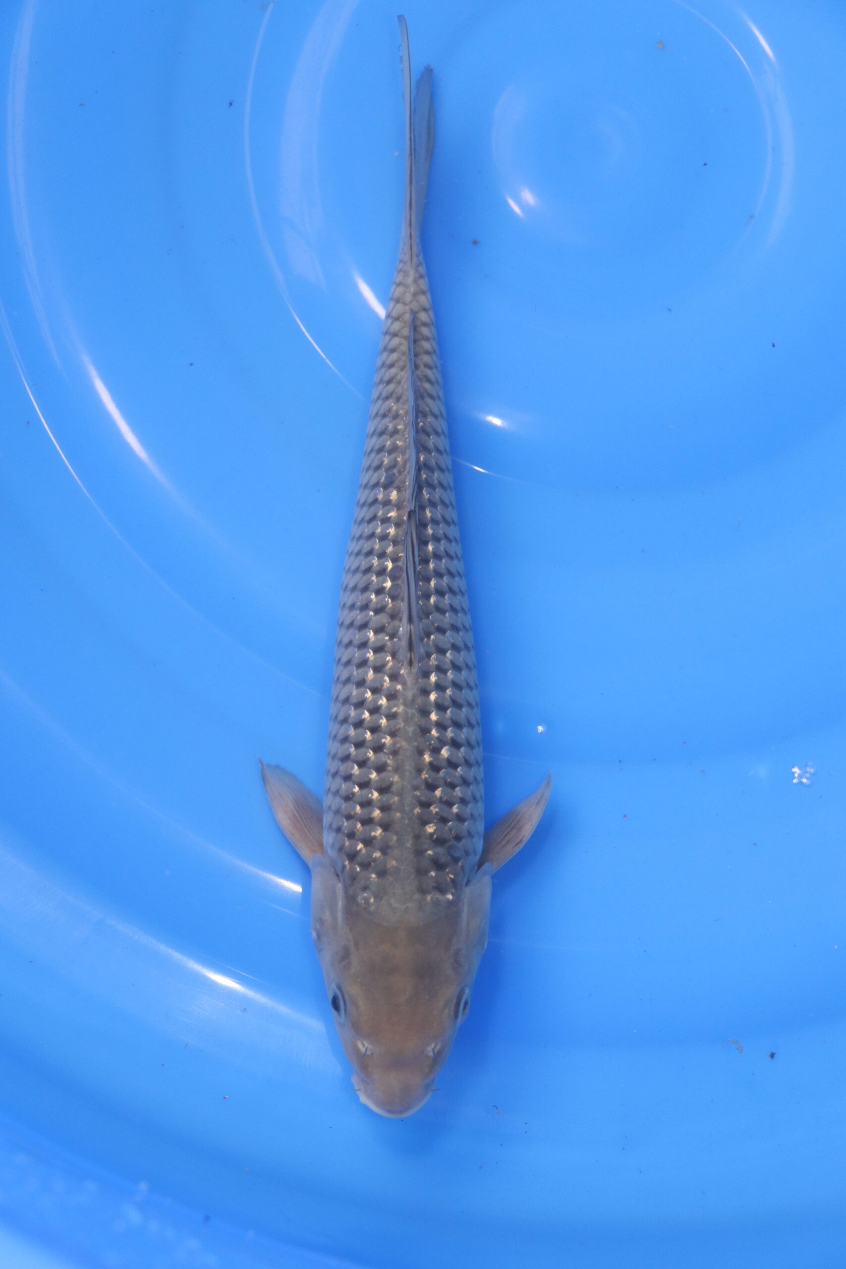 Carpe koi japonaise soragoi