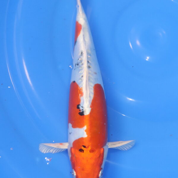 Carpe koi Yamato Nishiki – Yamato Nishiki 26cm (5947)