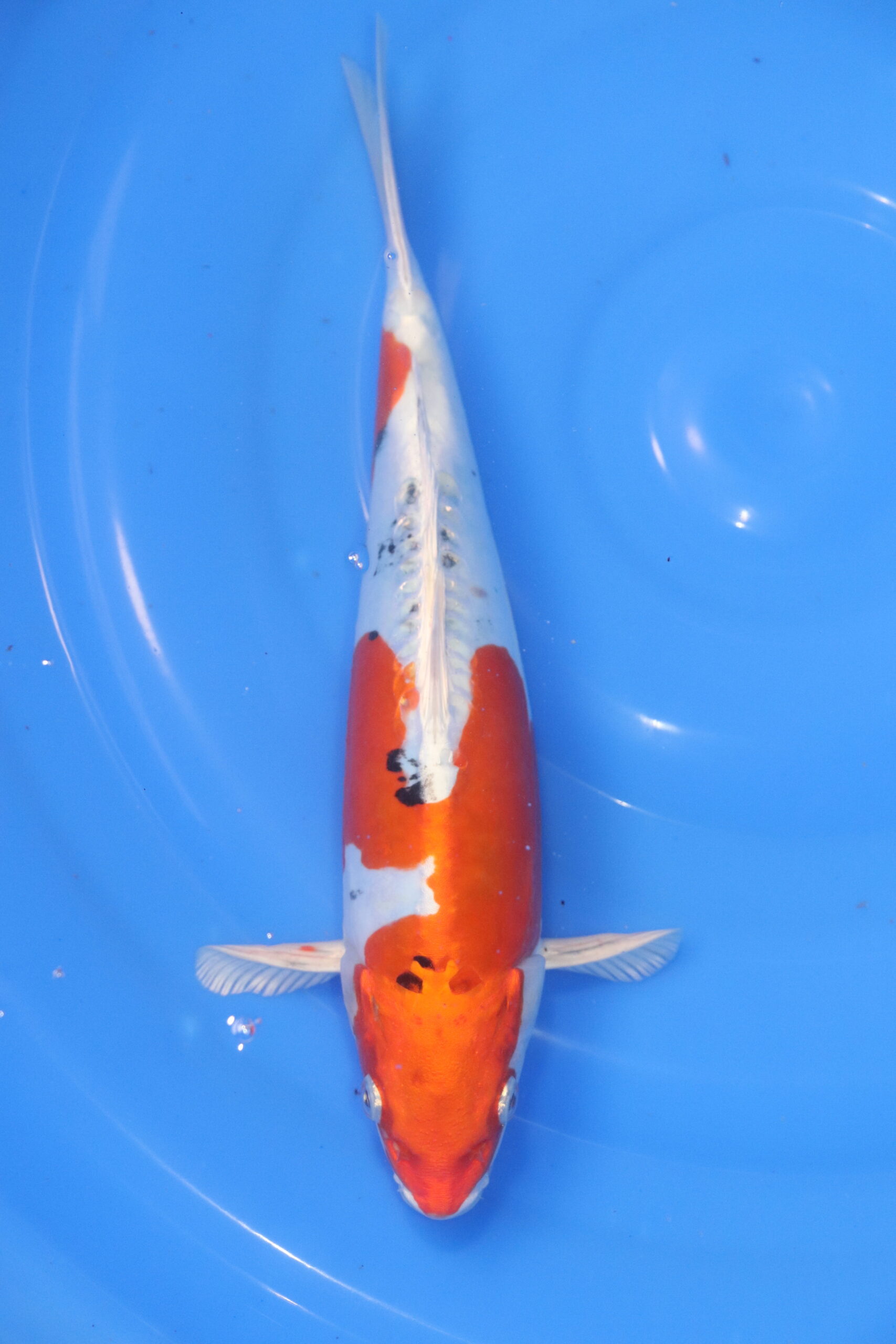 Carpe koi japonaise yamato nishiki