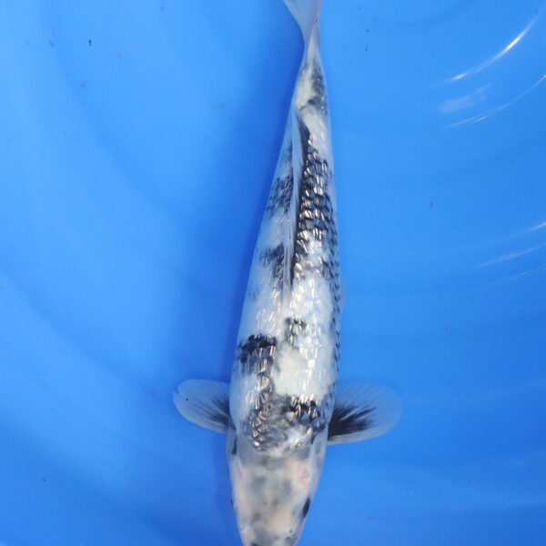 Carpe koi Shiro Utsuri – Kin Shiro Utsuri Ginrin 30cm (5949)
