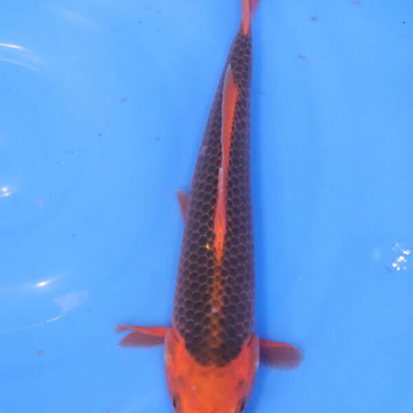 Carpe koi Aka Matsuba – Aka Matsuba 31cm (5950)