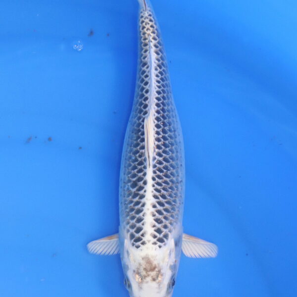 Carpe koi Gin Matsuba – Gin Mastuba 31cm (5957)