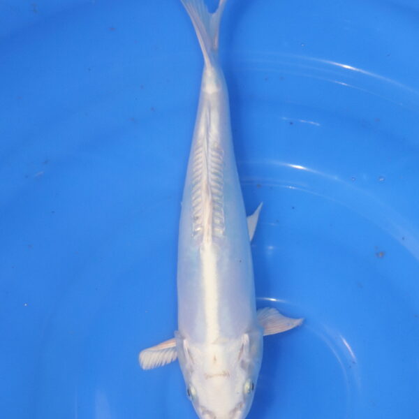 Carpe koi Platinum Ogon – Platinum Ogon Doitsu 36cm (5957)