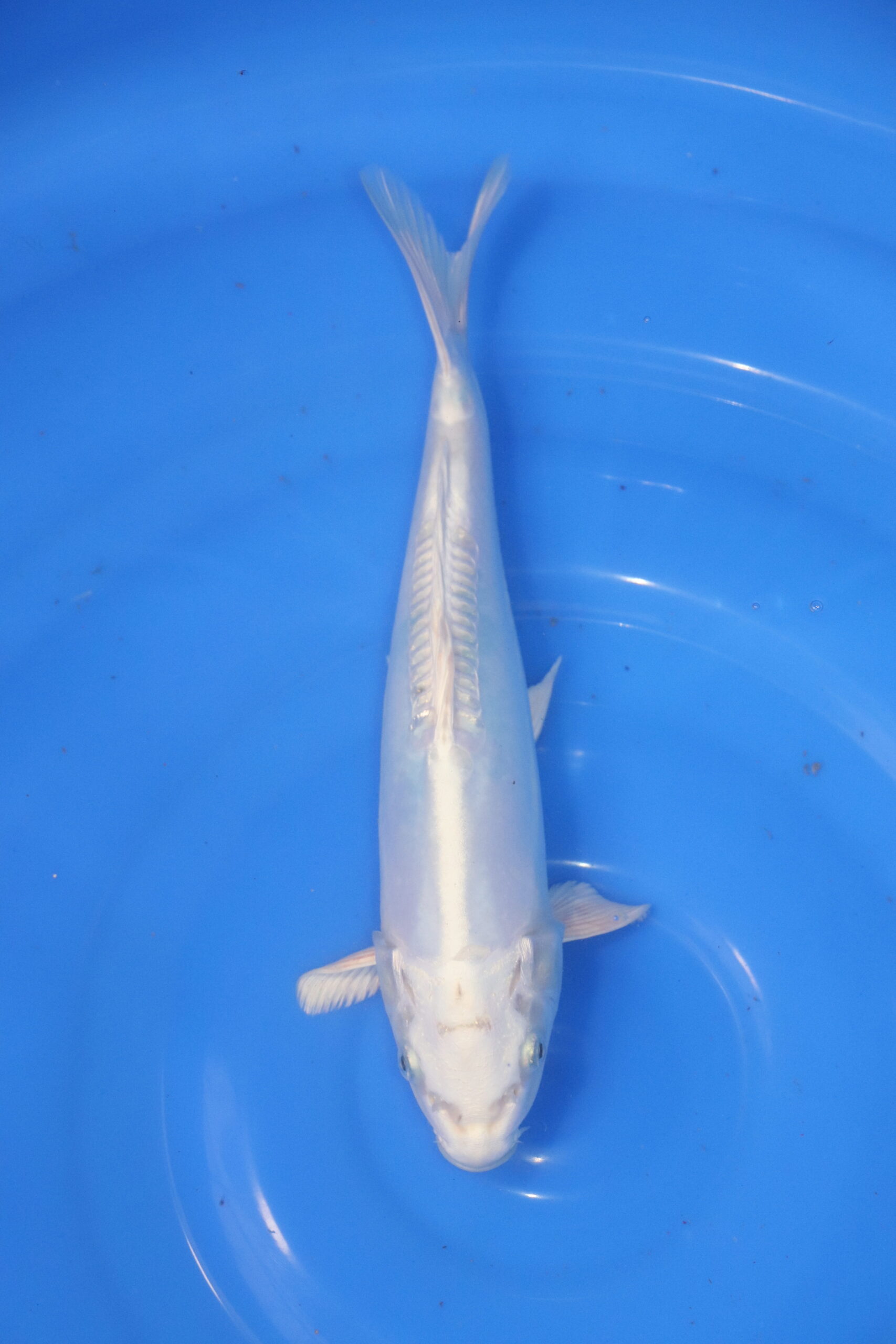 Carpe koi japonaise Platinum Ogon Doitsu