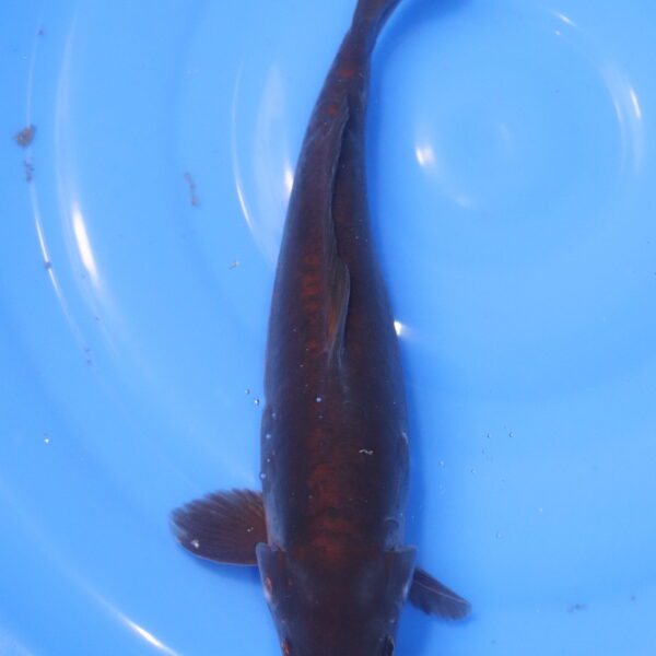 Carpe koi Karasugoi – Karasugoi Doitsu 36cm (5961)