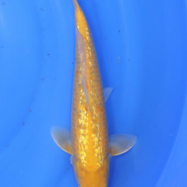 Carpe koi Karashigoi – Karashigoi Ginrin 34cm (5963)