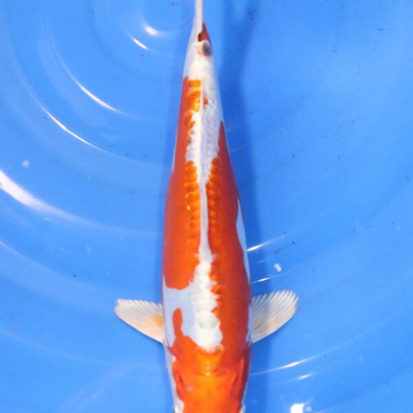 Carpe koi Hariwake – Orenji Hariwake Doitsu 34cm (5973)