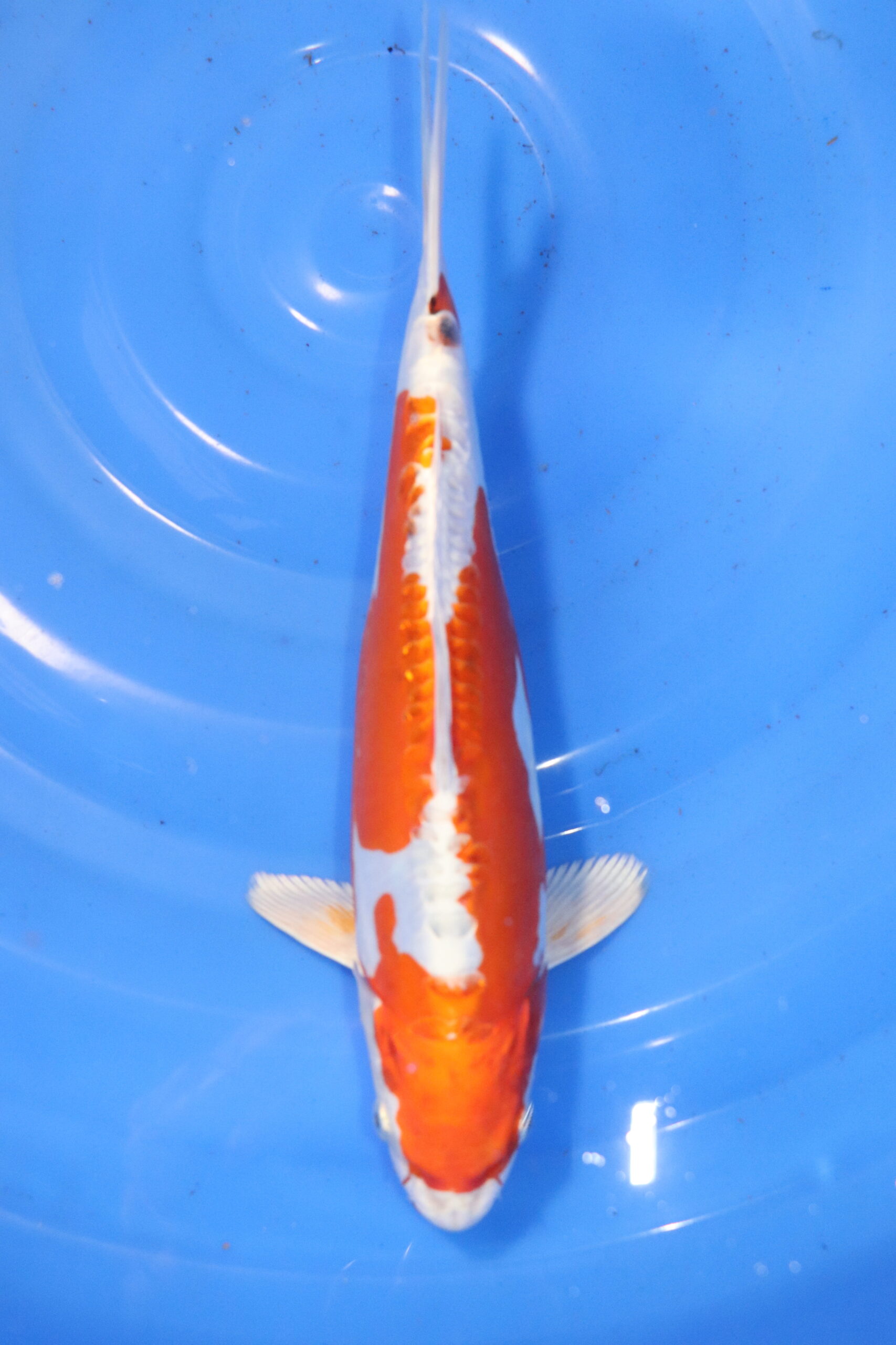 Carpe koi japonaise Orenji Hariwake Doitsu