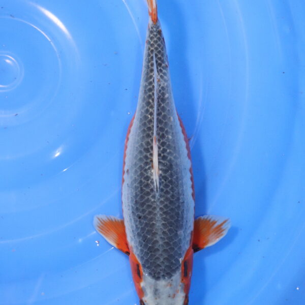 Carpe koi Asagi – Asagi 34cm (5975)