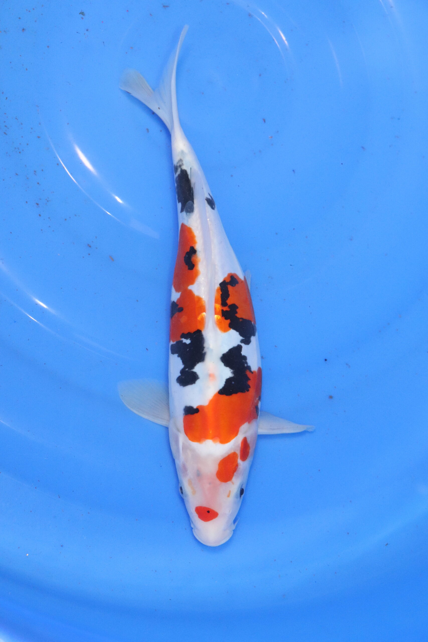 Carpe koi japonaise Sanke Doitsu