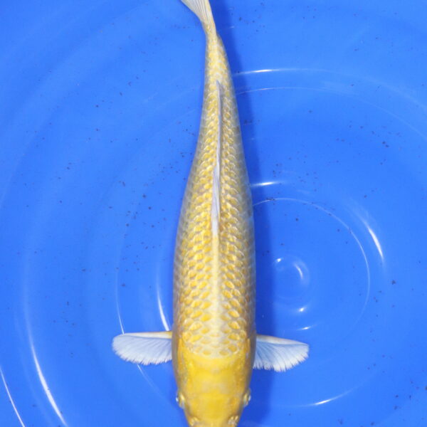 Carpe koi Yamabuki Ogon – Yamabuki Ogon Ginrin 34cm (5978)