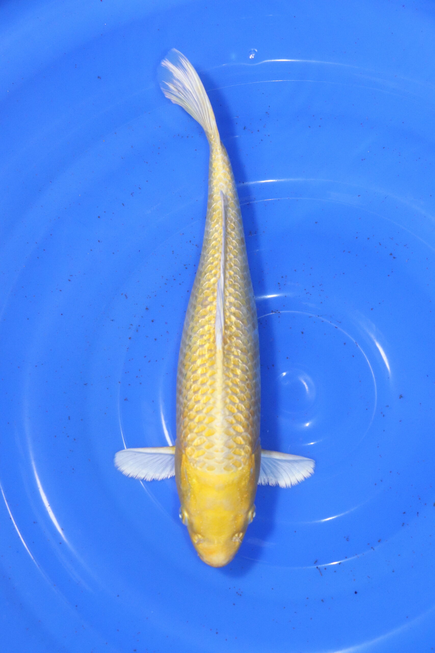 Carpe koi japonaise Yamabuki Ogon
