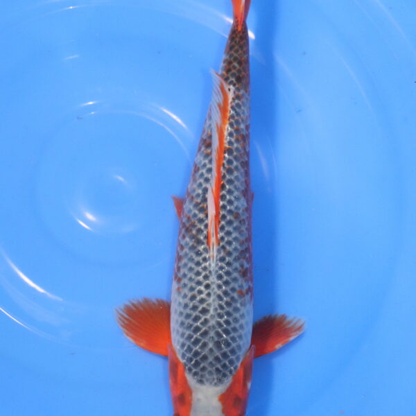 Carpe koi Asagi – Red Asagi 38cm (5985)