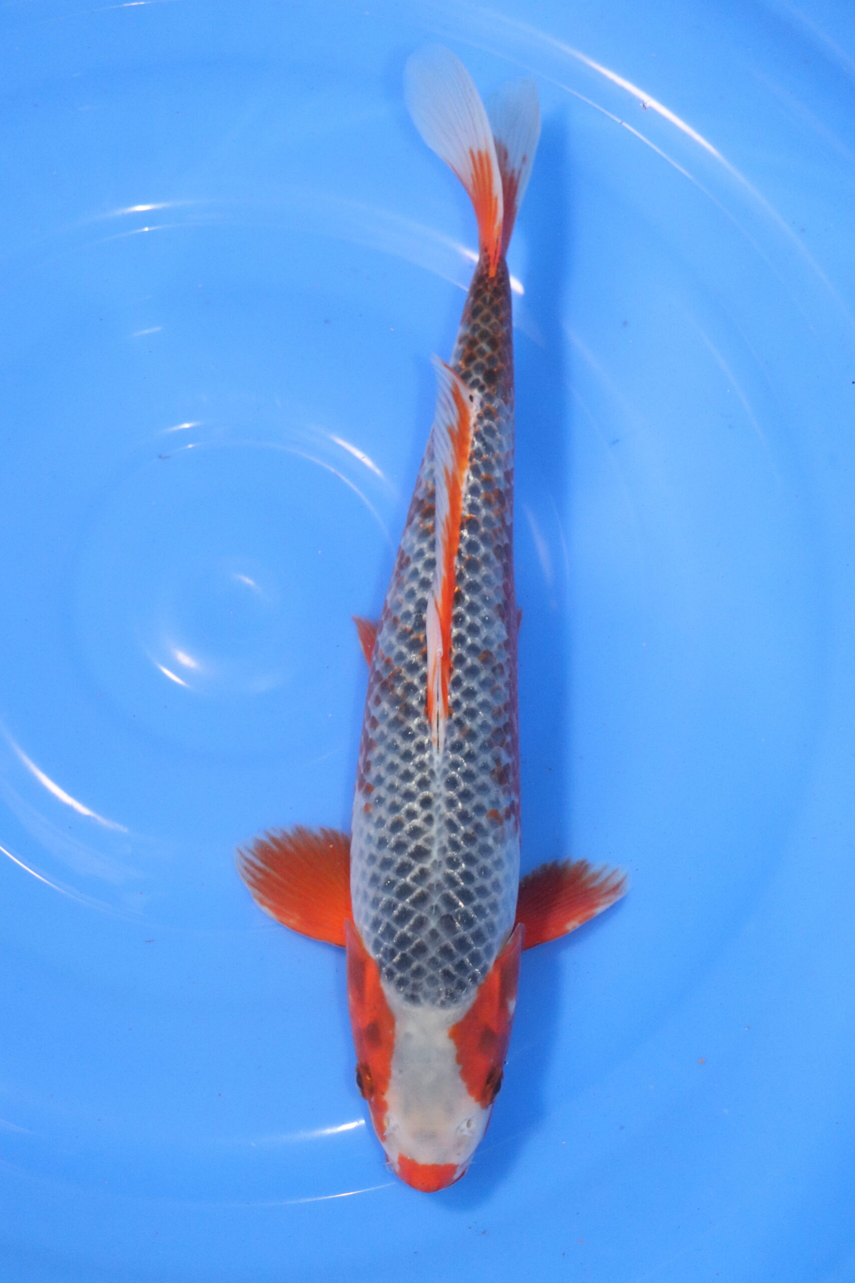 Carpe koi japonaise Red Asagi