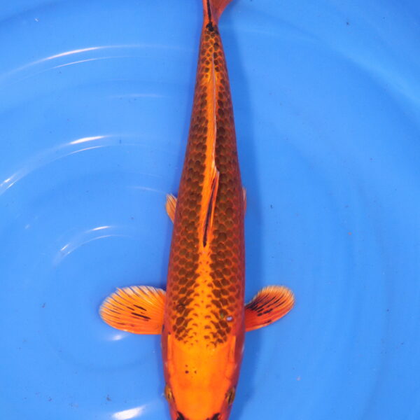 Carpe koi Aka Matsuba – Aka Matsuba 42cm (5987)
