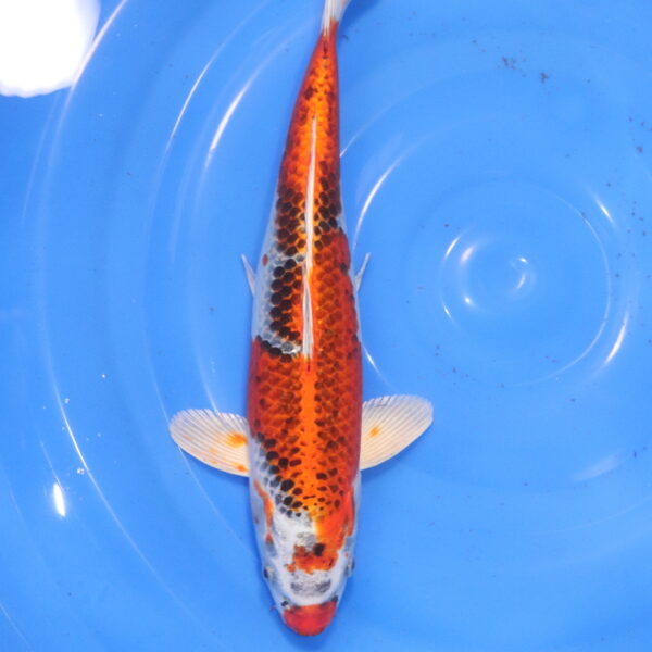 Carpe koi Kujaku – Kujaku 38cm (5988)