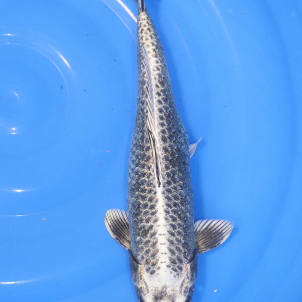 carpe koi japonaise kabuto nisai