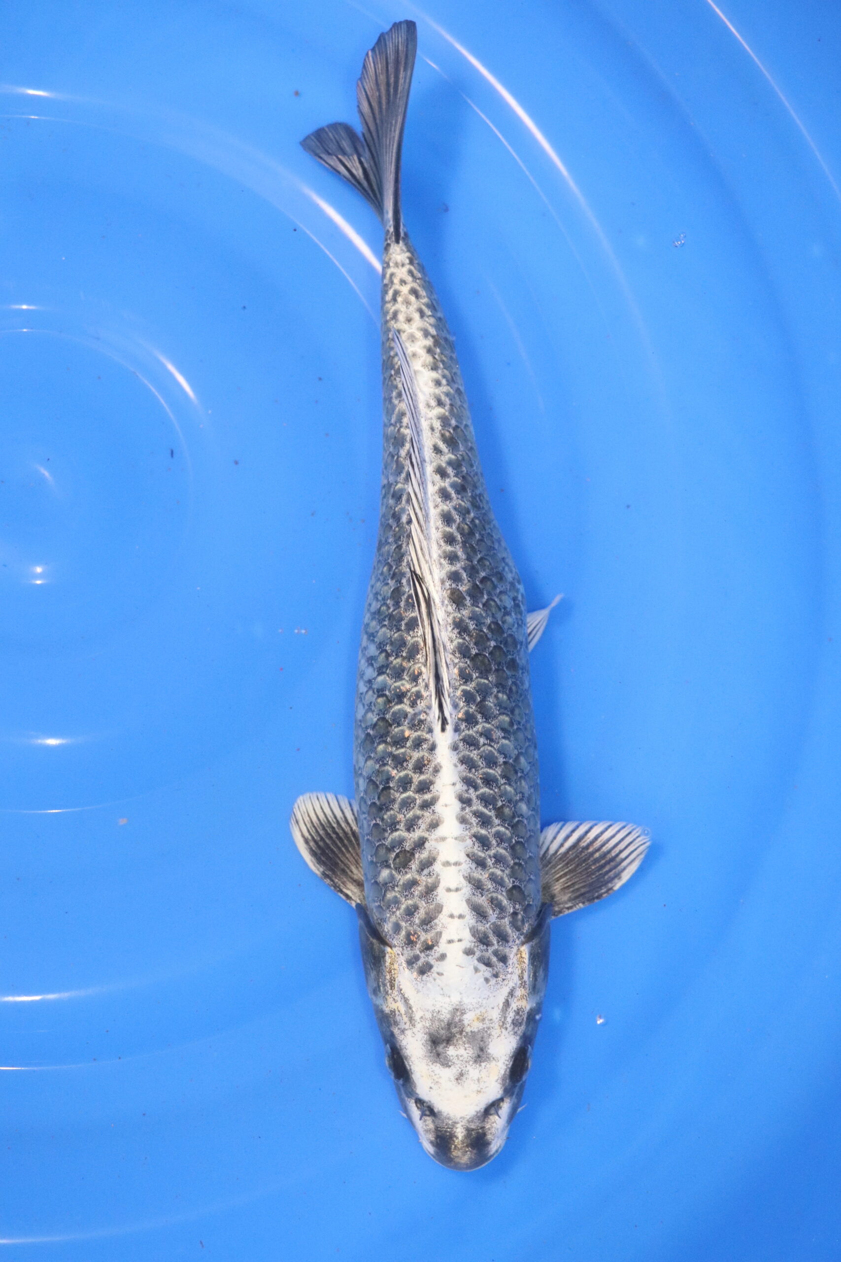 carpe koi japonaise kabuto nisai