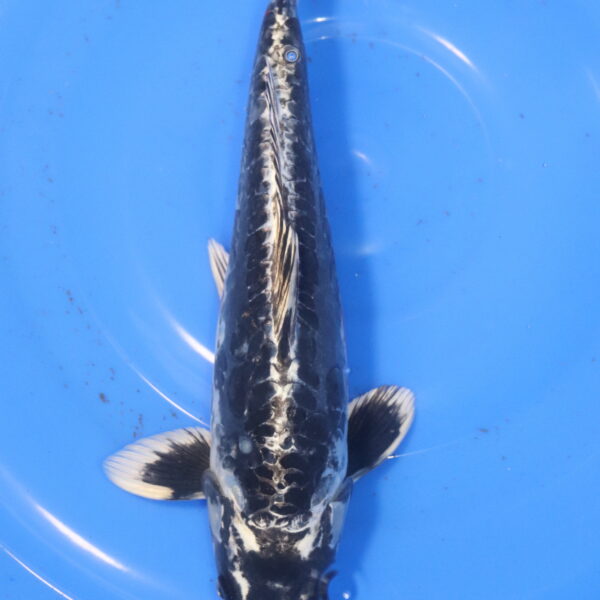 Carpe koi Beni Kikokuryu – Beni Kikokuryu 31cm (5992)