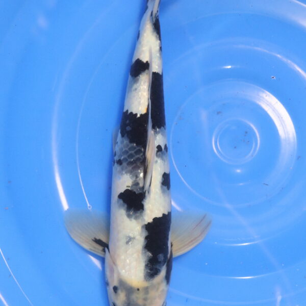Carpe koi Shiro Utsuri – Shiro Utsuri 34cm (5994)