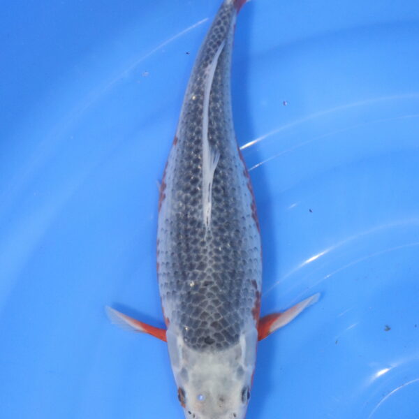 Carpe koi Asagi – Asagi 35cm (5998)