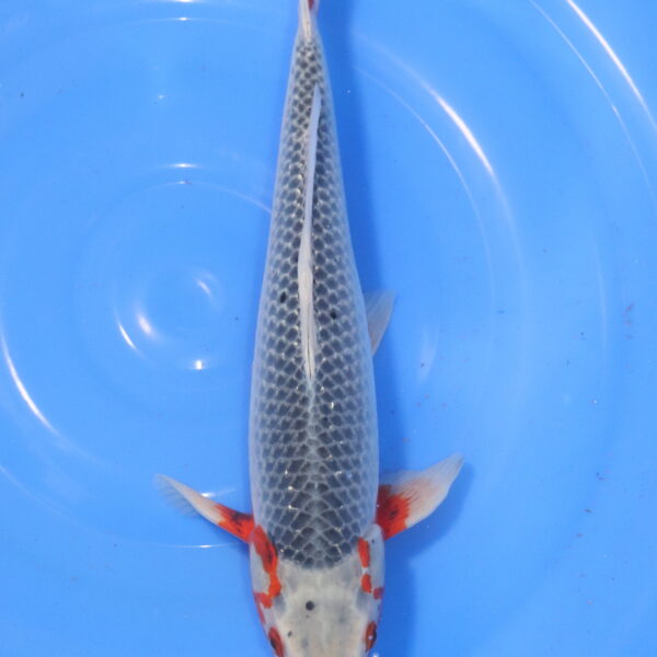 Carpe koi Asagi – Asagi 37cm (6000)