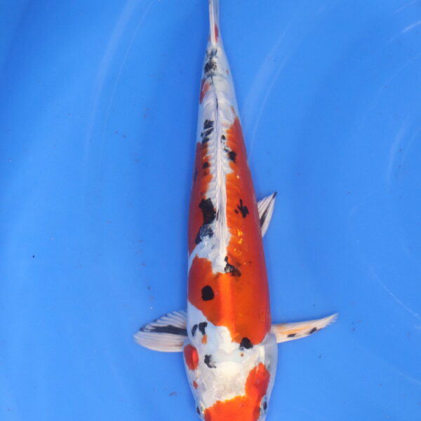 Carpe koi Yamato Nishiki – Yamato Nishiki 28cm (6004)
