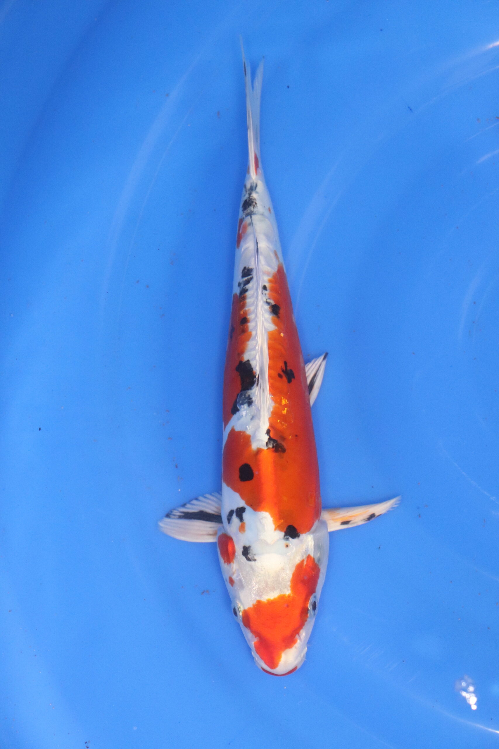 Carpe koi japonaise Yamato Nishiki