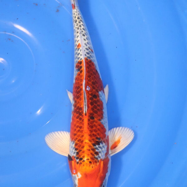 Carpe koi Kujaku – Kujaku 36cm (6006)