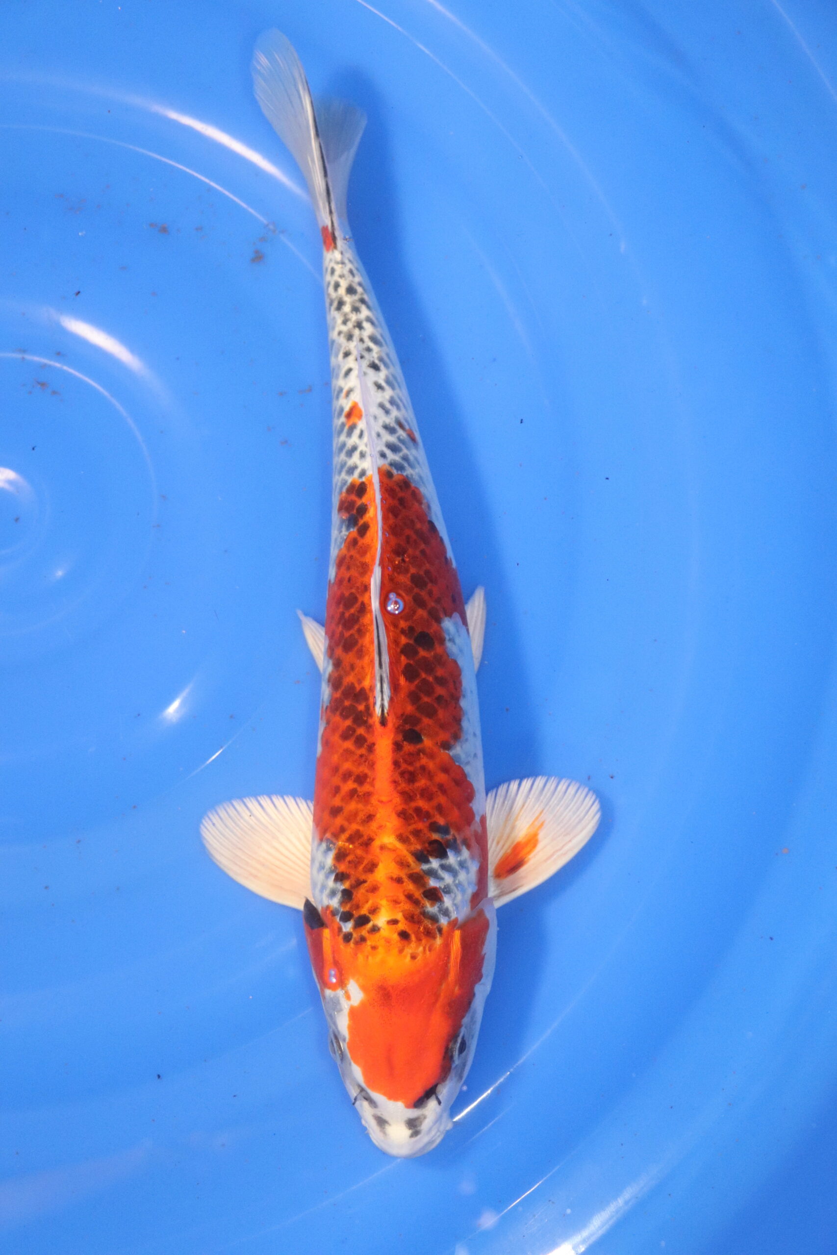 Carpe koi japonaise Kujaku