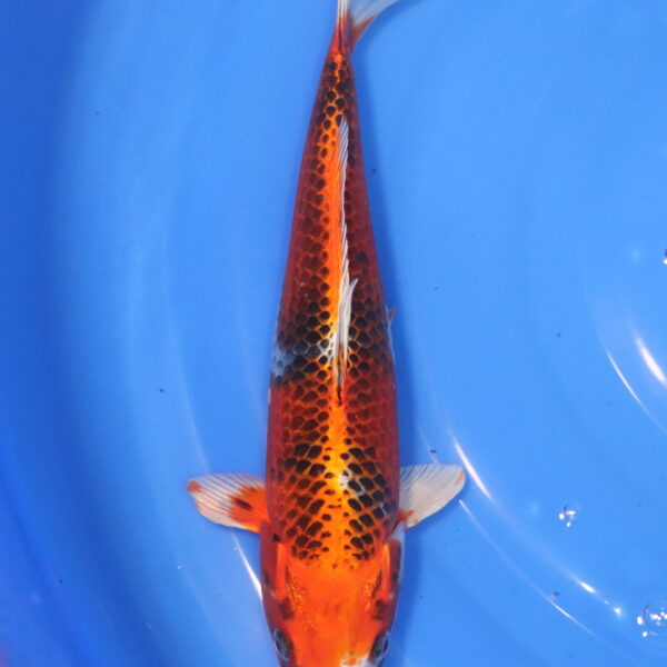 Carpe koi Kujaku – Kujaku 34cm (6008)