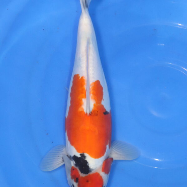 Carpe koi Showa – Showa Doitsu 39cm (6010)
