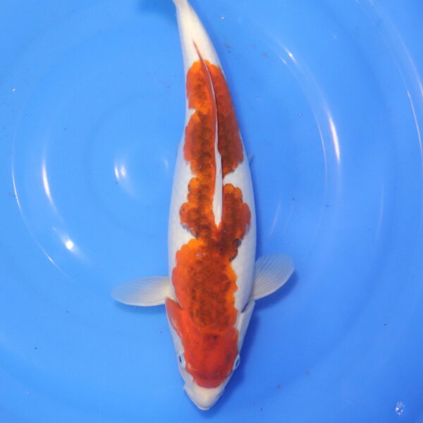 Carpe koi Goromo – Ai Goromo 37cm (6017)